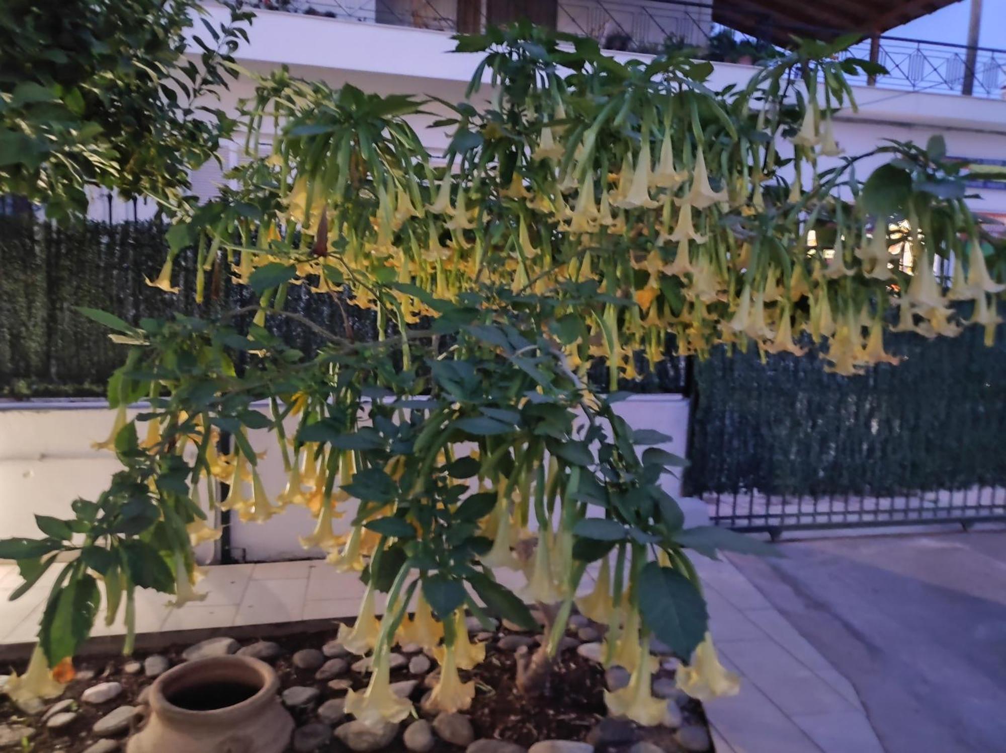 Dimitris Place Near Athens Airport 코로피온 외부 사진